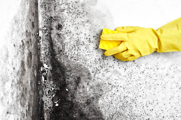 Mold Testing and Removal in Sedgwick, KS