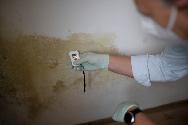 Home Mold Removal in Sedgwick, KS