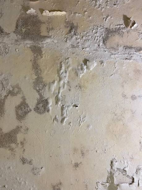 Best Residential Mold Removal  in Sedgwick, KS