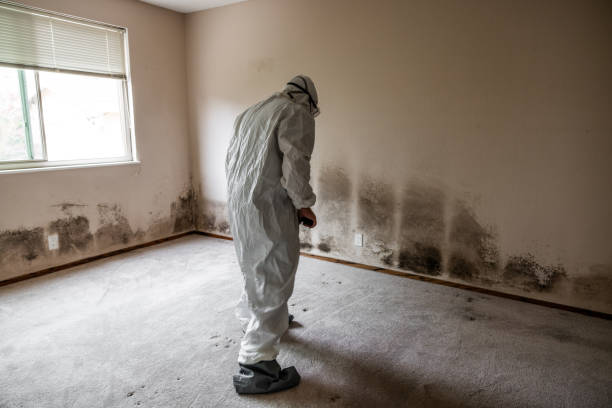 Best Mold Remediation Experts  in Sedgwick, KS