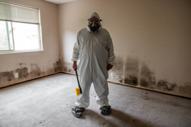 Trusted Sedgwick, KS Mold Removal Experts