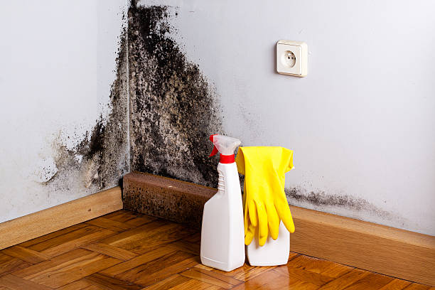 Best Commercial Mold Removal  in Sedgwick, KS