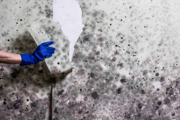 Best Same-Day Mold Removal  in Sedgwick, KS
